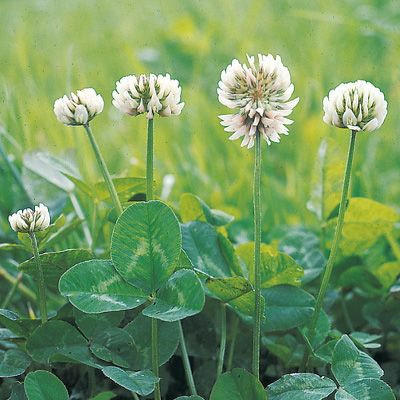 Trifolium repens