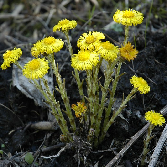 Tussilago farfara