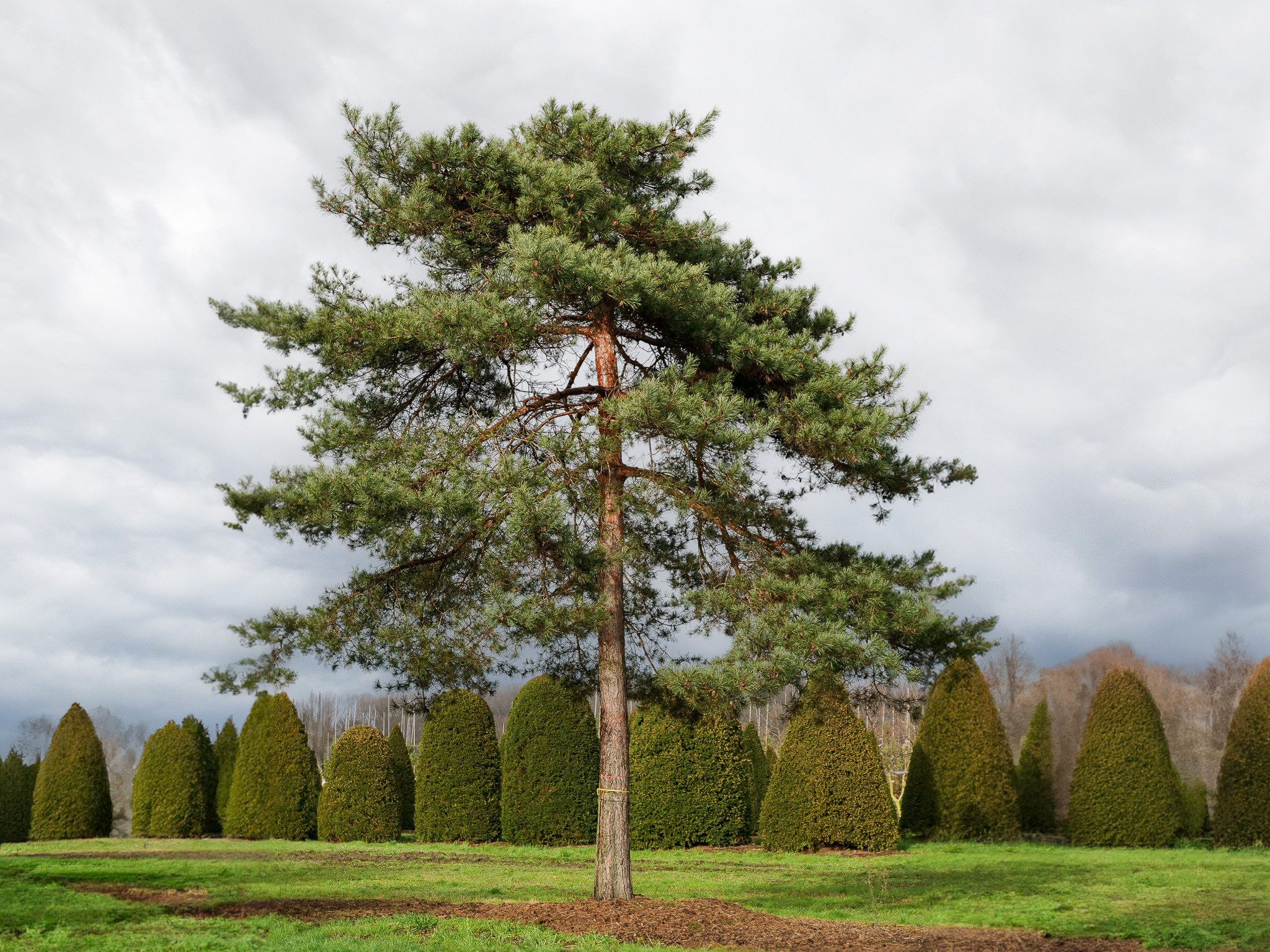 Pinus sylvestris