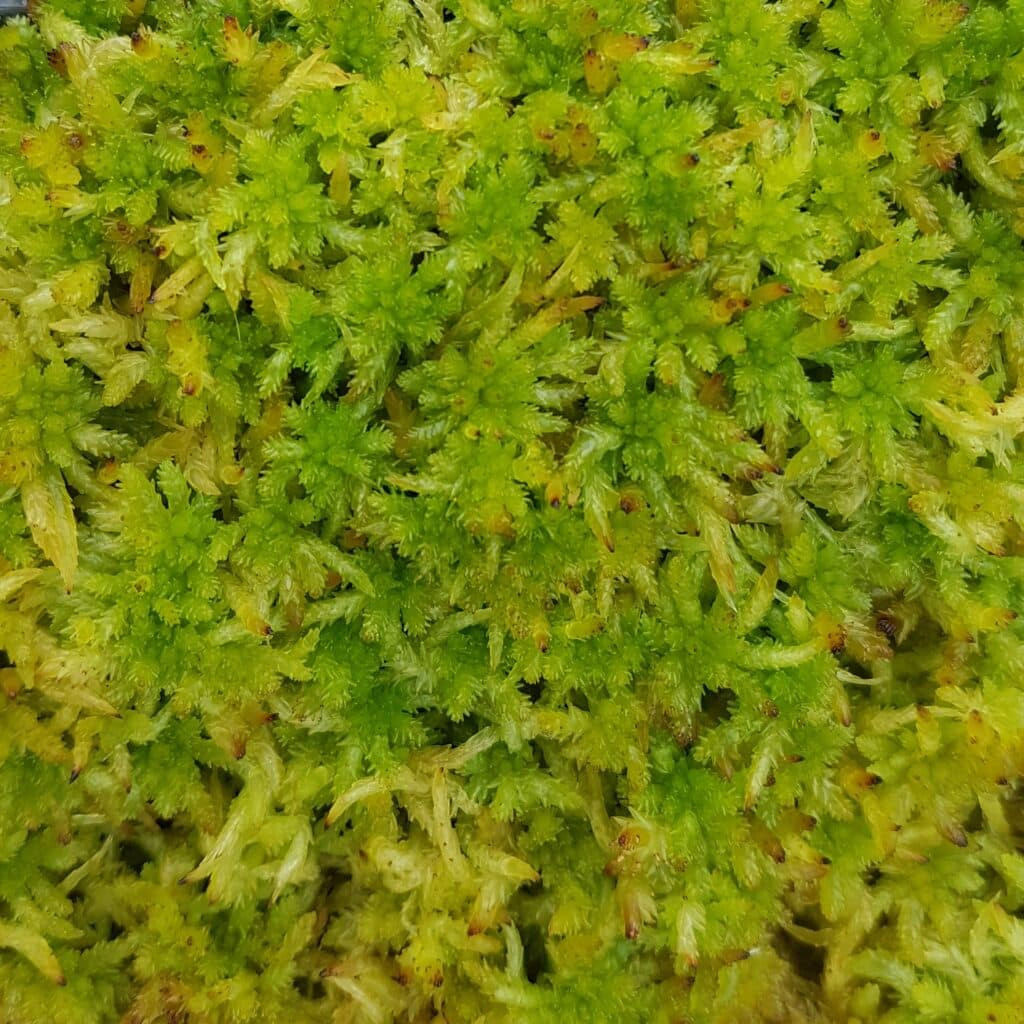 Sphagnum palustre