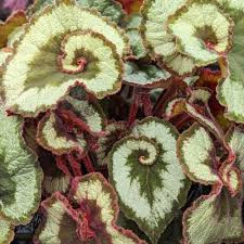 Begonia escargot