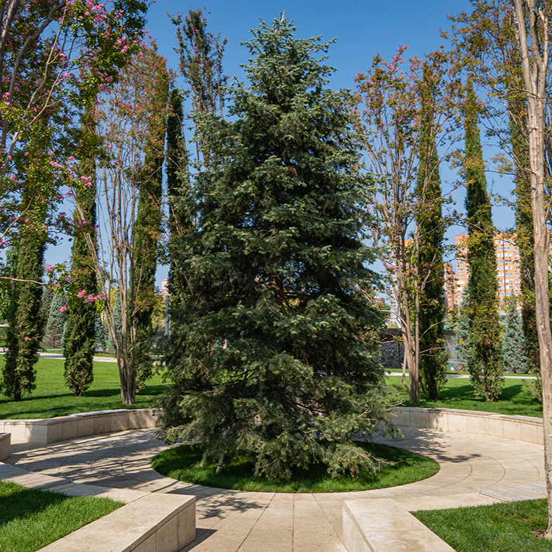 Abies concolor