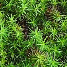 Polytrichum commune