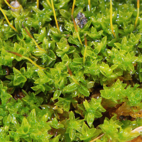 Syntrichia
