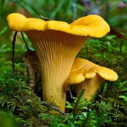 Cantharellus cibarius