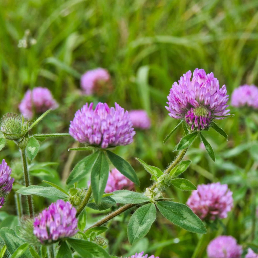 Trifolium pratense