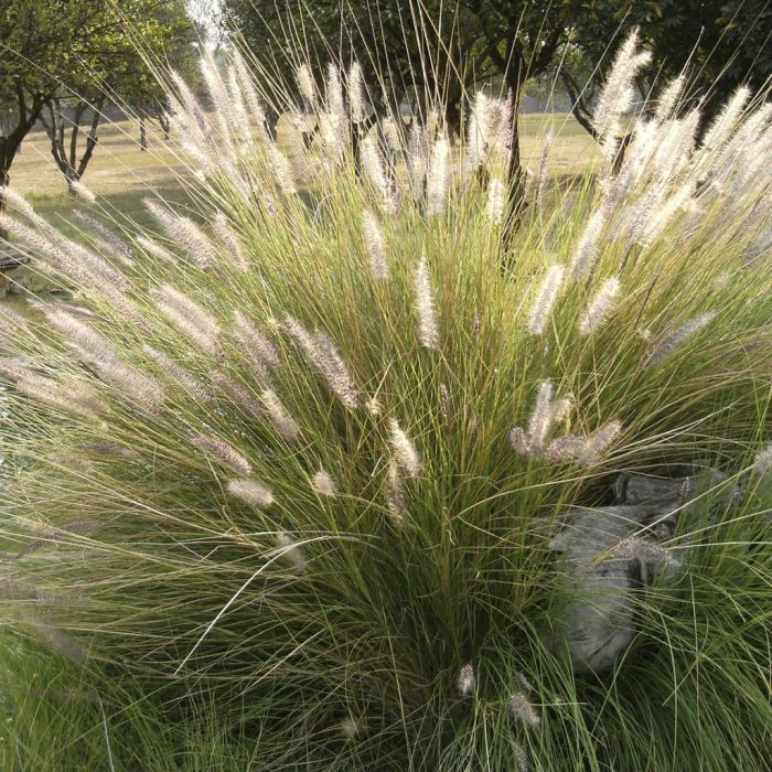 Carex cespitosa