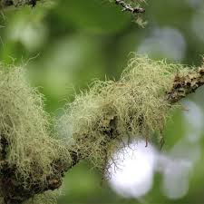 Usnea