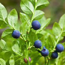 Vaccinium myrtillus