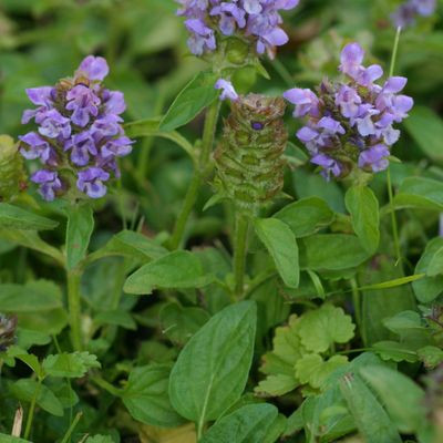 Prunella vulgaris