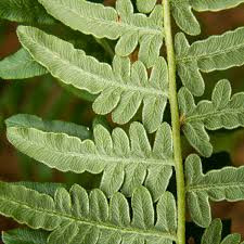 Pteridium aquilinum
