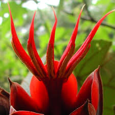 Chiranthodendron pentadactylon
