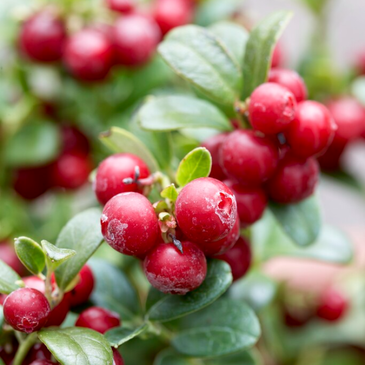 Vaccinium vitis-idaea