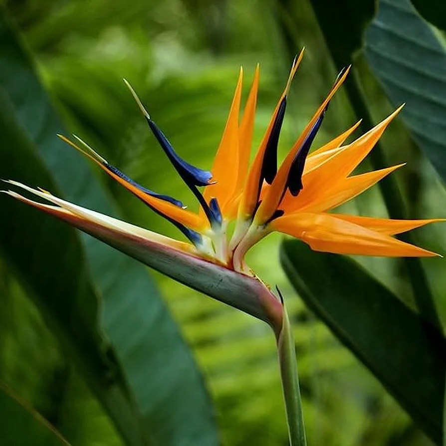 Strelitzia reginae