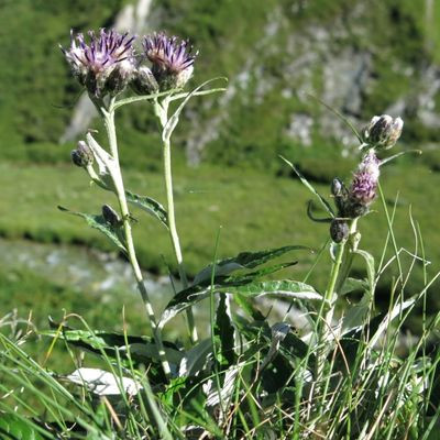 Saussurea