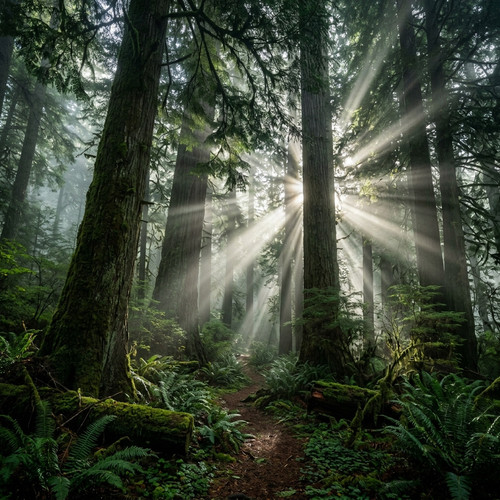 forest bathing nature 1777011588455.jpg