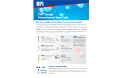 Cell Therapy Mesenchymal Stem Cells.jpg