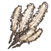 Winterfat.png