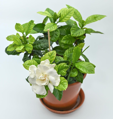 t3GjqqGnxHR7EjaXp97Q9qQScref5Z9jdpf4al2B1wxlBRAtYswTYqLzU1V sQ0Zno7i8c6DRbg7gUrlrFu4WiqJx5UO0ad8DVEm.jpg