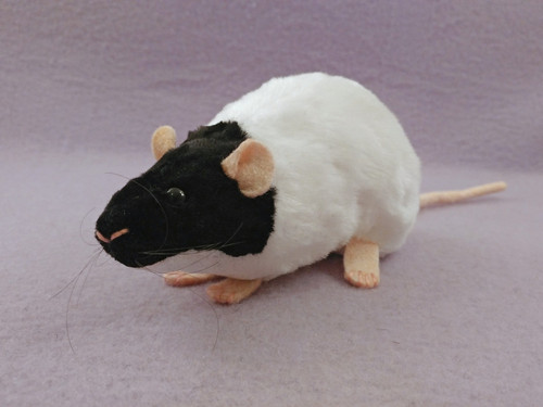black capped rat 1.jpg