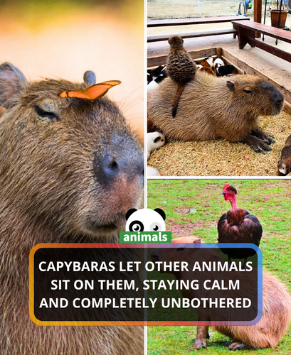 502. Capybaras have earned their reputation as nature’s calmest companions and for good reason.png