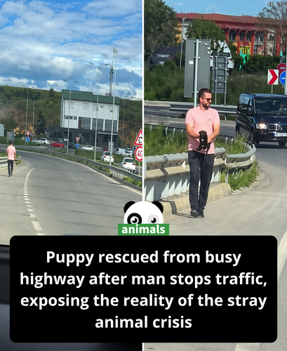 501.Viral puppy highway rescue sparks debate on stray animal crisis.png