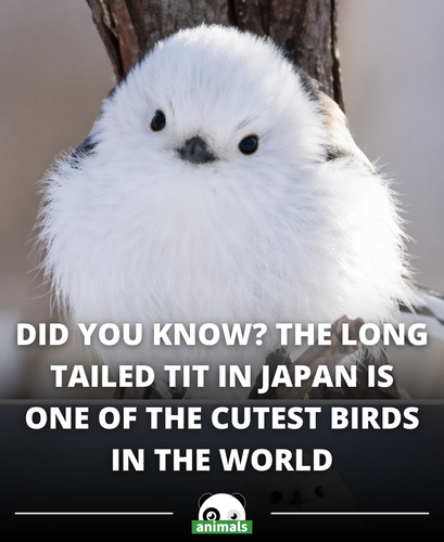 508.Meet the Long tailed tit, often called a real life “snow fairy” for a reason..png