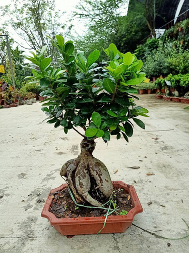 perennial no yes chinese bonsai banyan tree china bot ficus original imagkfs5qrhgbsuw.jpg