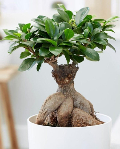 9IOfDZF7FqbVeoZDtWC kvfaZasqA3rEP2hwLQ zP BAKqDVsWrUcgOT6Kw4wx Z0 Y2wuQDzLGCDfwccWH64Ix0G9rVtKiA5cC .jpg