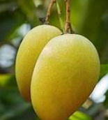 Mallika Mango 450-600gm