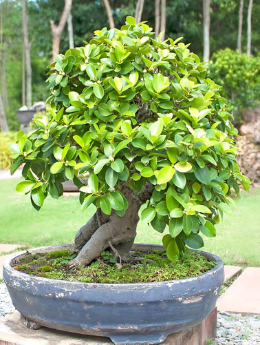 711dRnaphjL. AC UF1000,1000 QL80 .jpg