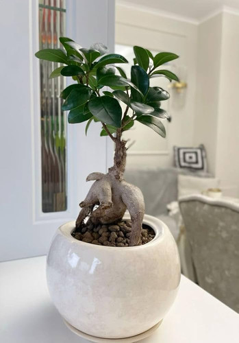 51VBj5XRQZL. AC UF1000,1000 QL80 .jpg