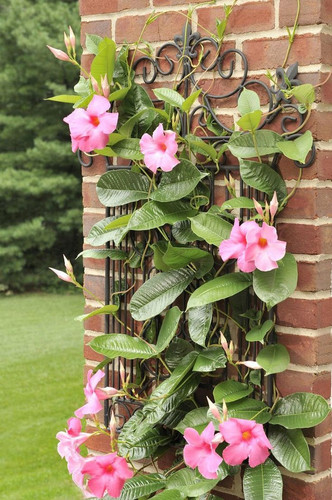 Mandevilla for hummingbirds.jpg
