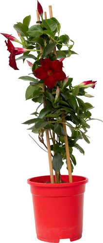 Plant in a Box Mandeville 'Rio Deep Red' Dipladenia Bloeiende tuinplant Klimplant Terras en balkon p.jpg
