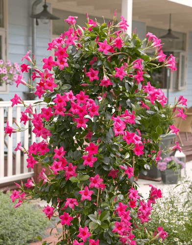 Sundaville Pink World's No 1 Mandevilla (Dipladenia).jpg