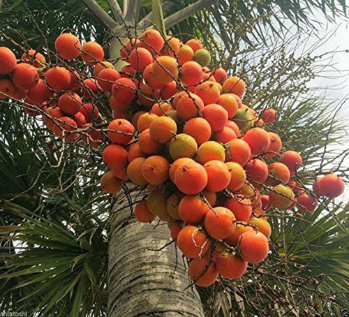 no biennial yes supari plant wit.jpg