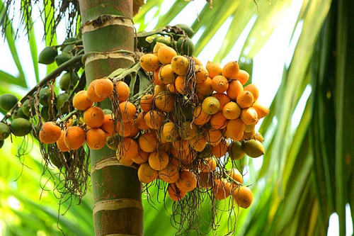 riped arecanut in tree.jpg