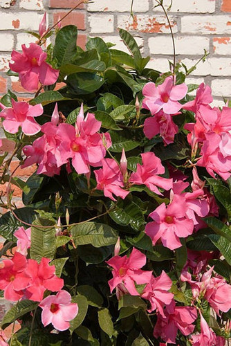 no perennial yes mandevilla pink.jpg