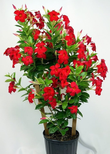 no perennial yes heart leaf oxye.jpg