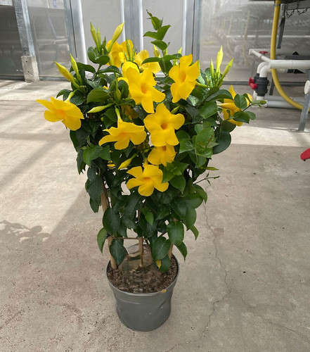 Yellow mandeville diamantina opal citrine.jpg