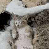 265d3eb756cbbb472688dcadecd73103102b9ad1.gif