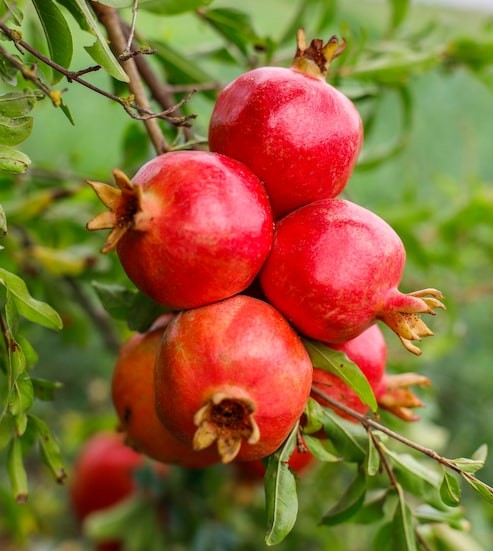 autumn fruits hanging tree branch garden 114579 33336.jpg