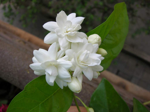 ArabianJasmineMograDouble 4914c743 8226 481e 9d88 4801404f611a 1200x1200.jpg
