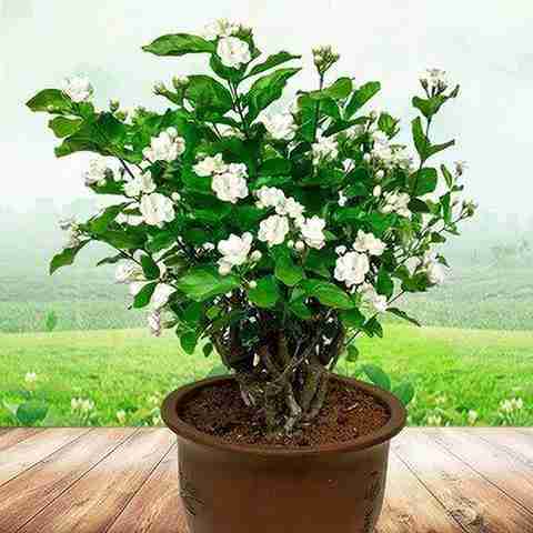 perennial no yes arabian jasmine beli flower mogra double petal original imaghvffcz7gnfdk.jpg