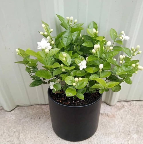 61yq1MfCgiL. AC UF1000,1000 QL80 .jpg