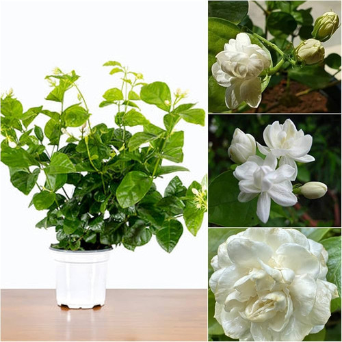 71XXr71jWBL. AC UF1000,1000 QL80 .jpg