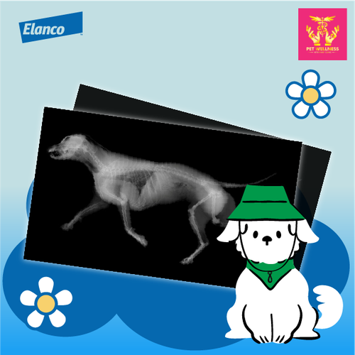 ElancoMY XRay PFVC 20022026 (1).png