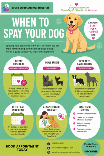 When Spay to Your Dog Kitchener.png