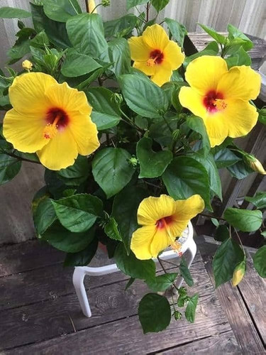 61L1CZjUeUL. AC UF1000,1000 QL80.jpg