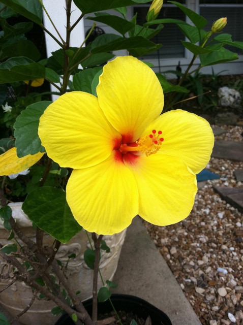 no perennial yes a beautiful yel.jpg